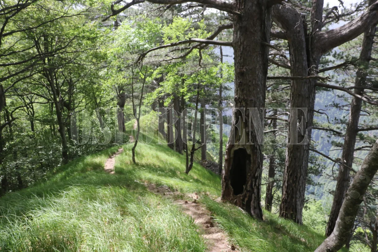 Perućicom već hiljadama godina buja bogata vegetacija/ Didier Torche/