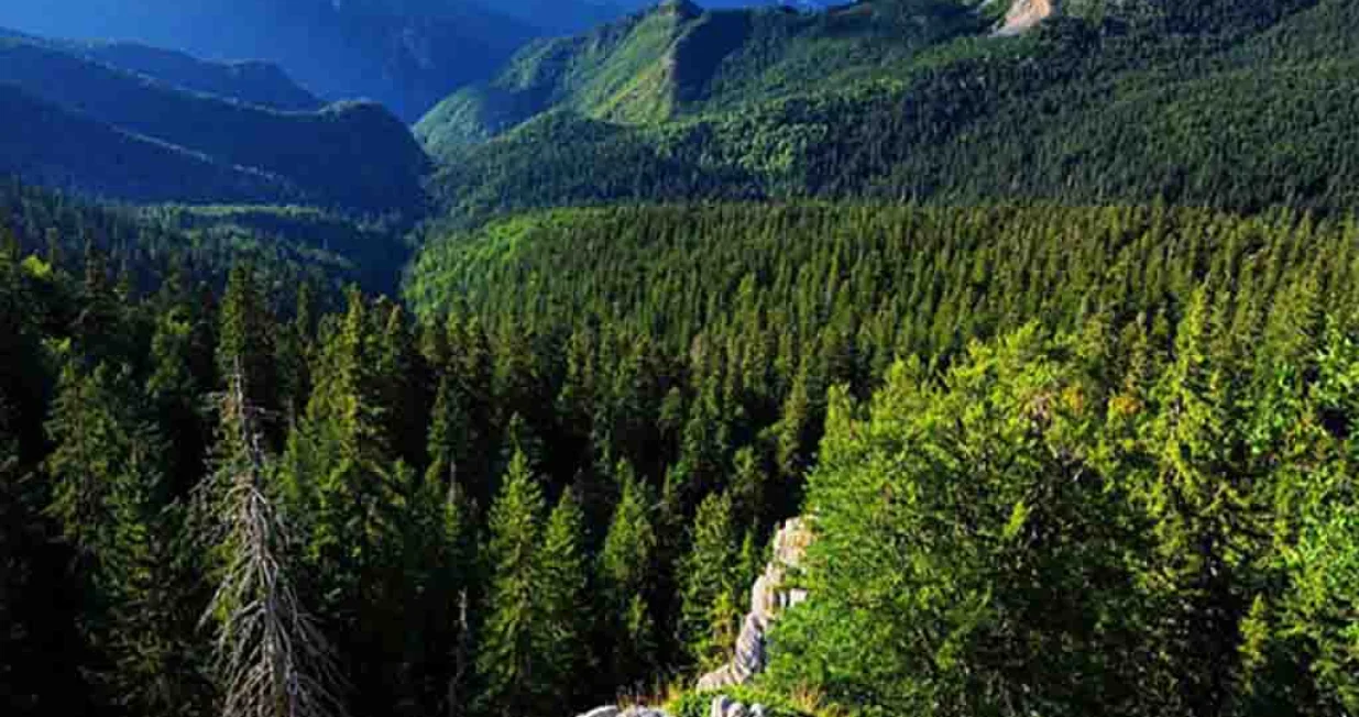 perućica, sutjeska, šuma, prašuma, priroda/