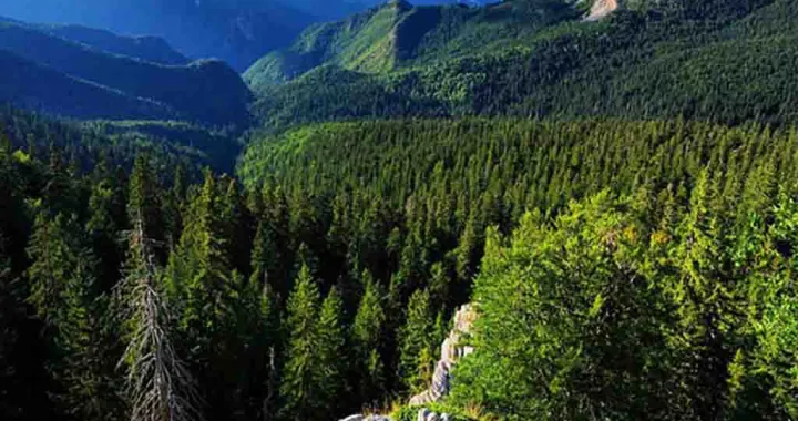 perućica, sutjeska, šuma, prašuma, priroda/