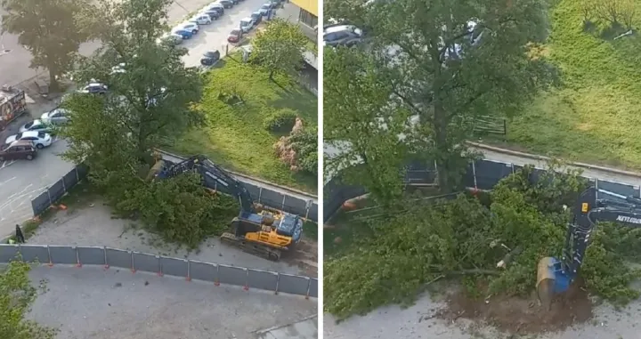 Sječa drveća u Sarajevu/Eko Akcija 