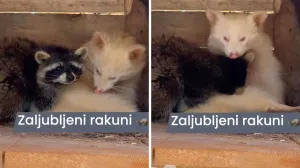 Preslatki rakuni "ašikuju"/Zoo Centar Bambi