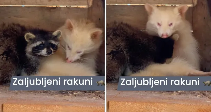 Preslatki rakuni "ašikuju"/Zoo Centar Bambi