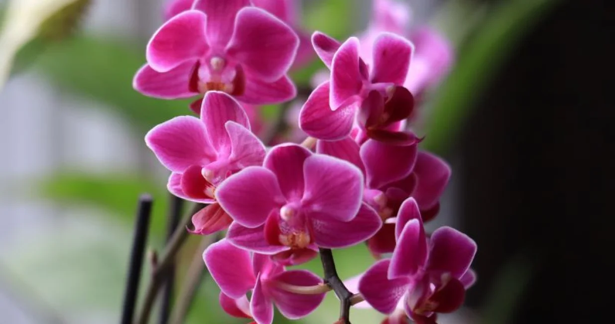 orhideje ilustracija/