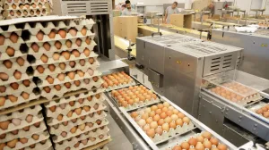 jaja, proizvodnja jaja u BiH - Bijeljina/