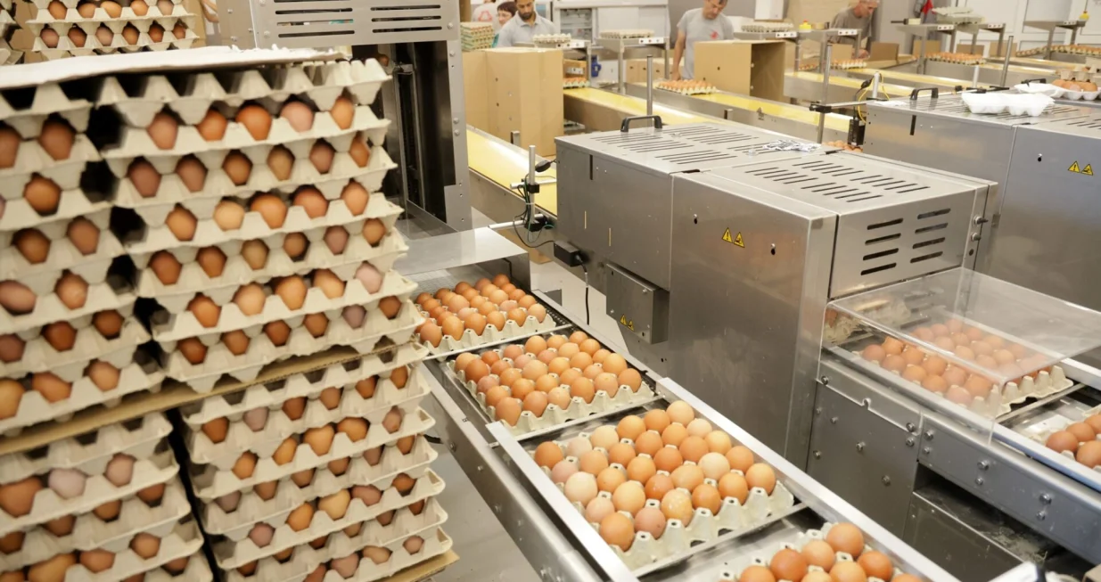 jaja, proizvodnja jaja u BiH - Bijeljina/