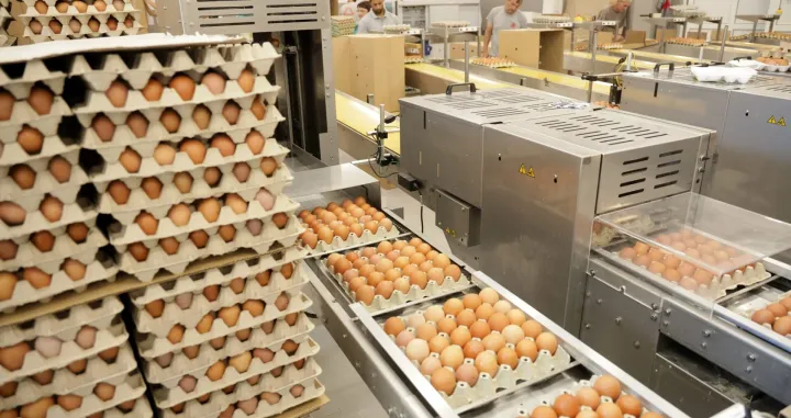 jaja, proizvodnja jaja u BiH - Bijeljina/