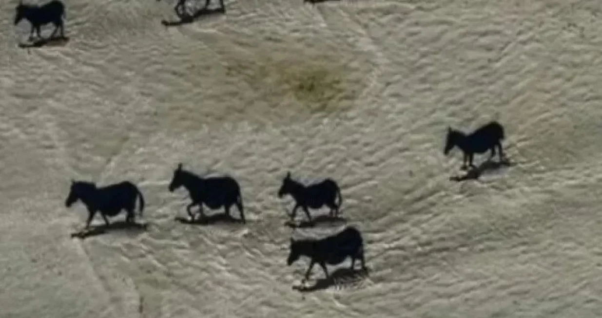 U pitanju su zebre, a ne konji/Beverly Joubert/