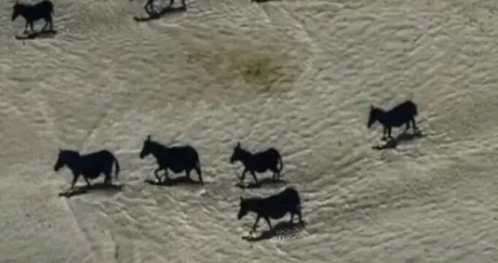 U pitanju su zebre, a ne konji/Beverly Joubert/