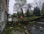 Stablo je palo na ulicu/Facebook 