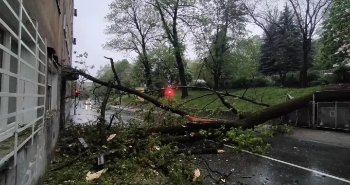 Stablo je palo na ulicu/Facebook 