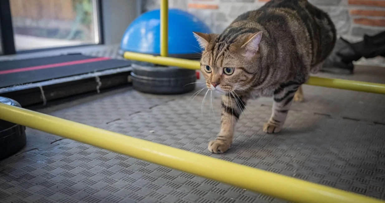 "Simba" se sada liječi/Anadolija/