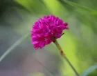 Armeria maritima/
