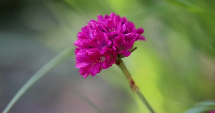 Armeria maritima/