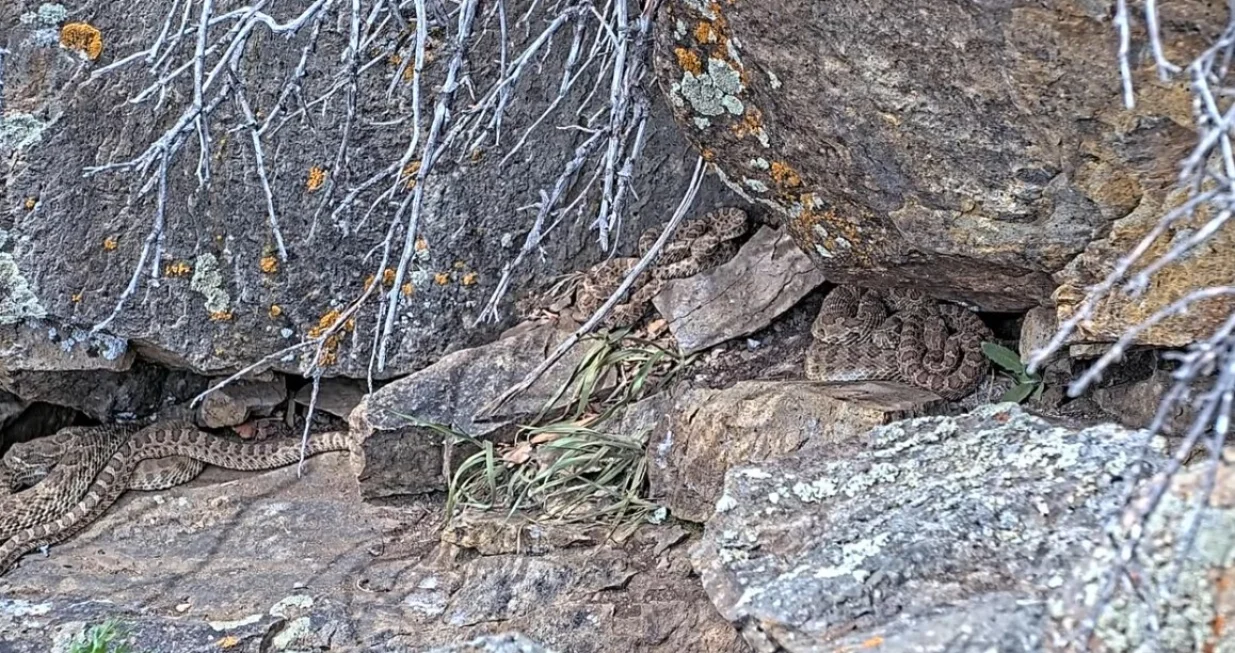 Veliki broj zmija/Printscreen/You Tube//