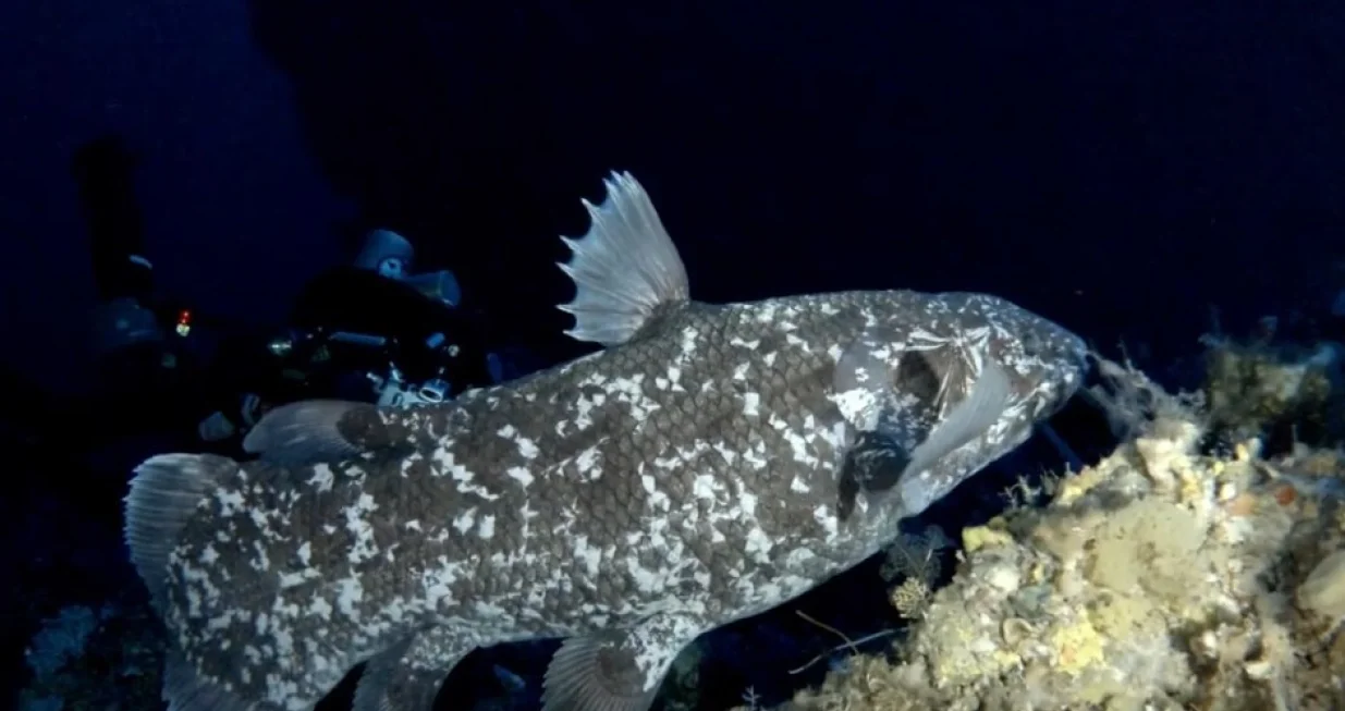 Veliko otkriće/Printscreen/You Tube//