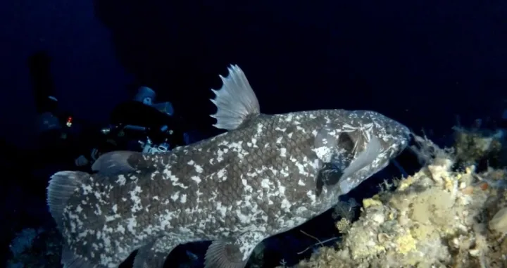 Veliko otkriće/Printscreen/You Tube//