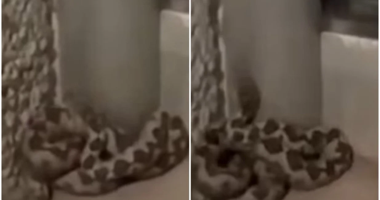 Uočena opasna zmija/Printscreen/You Tube//