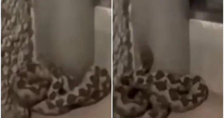 Uočena opasna zmija/Printscreen/You Tube//