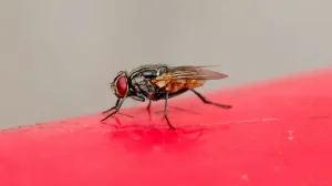 Zaboravite na ljepljive trake i muholovke/Tao Le