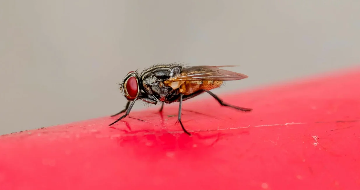 Zaboravite na ljepljive trake i muholovke/Tao Le