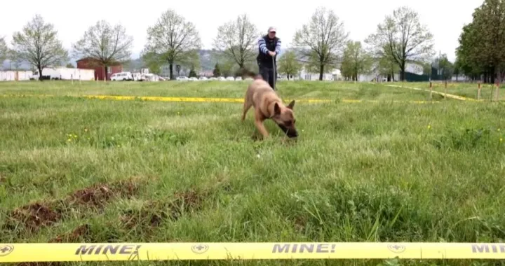 Psi uveliko pomažu/Printscreen/Fena//