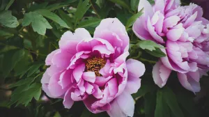 Božur cvijet/Unsplash