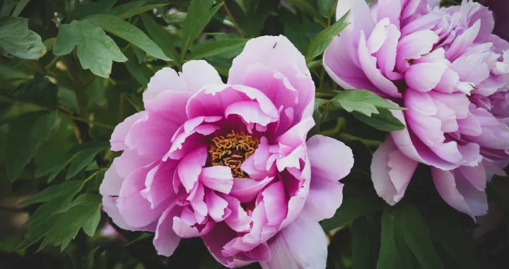 Božur cvijet/Unsplash