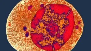 Ovako je izgledao zajednički predak svih živih bića na Zemlji/