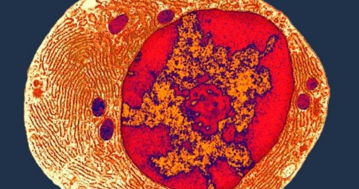 Ovako je izgledao zajednički predak svih živih bića na Zemlji/