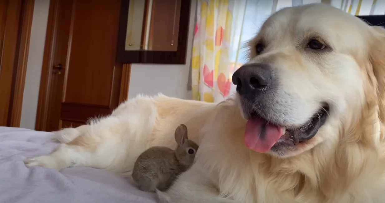 Zlatni retriver sa zečićima/