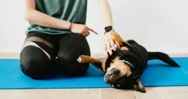 Riješite borbu s nestašnim psom/Pexels
