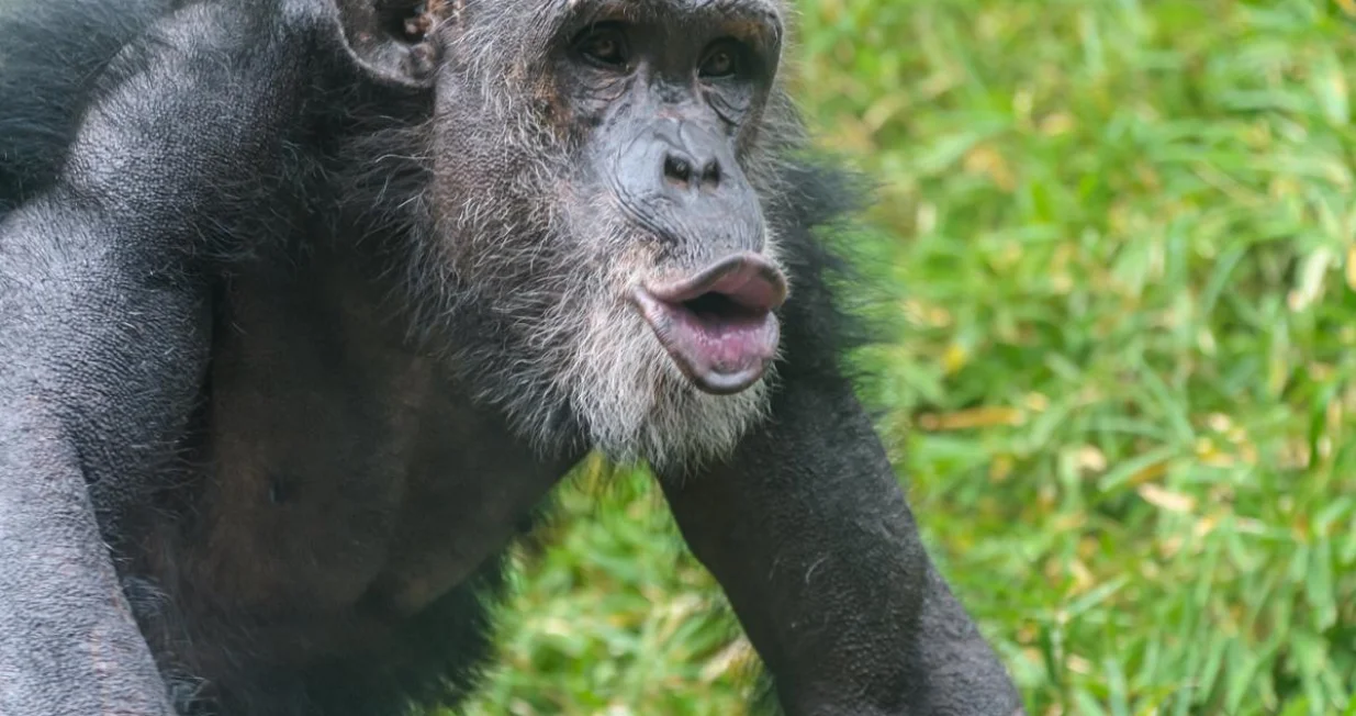 majmun Indiana Public Media/