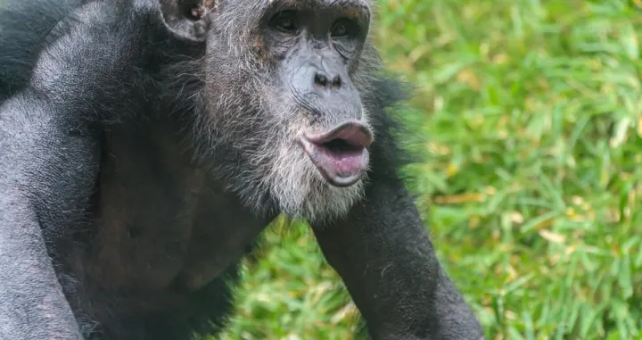 majmun Indiana Public Media/