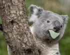 epa10375648 The male koala Tarni eats at the Australia House on the occasion of a Zoo Apero at Zoo Zurich, in Zurich, Switzerland, 21 December 2022. EPA/ENNIO LEANZA/Ennio Leanza