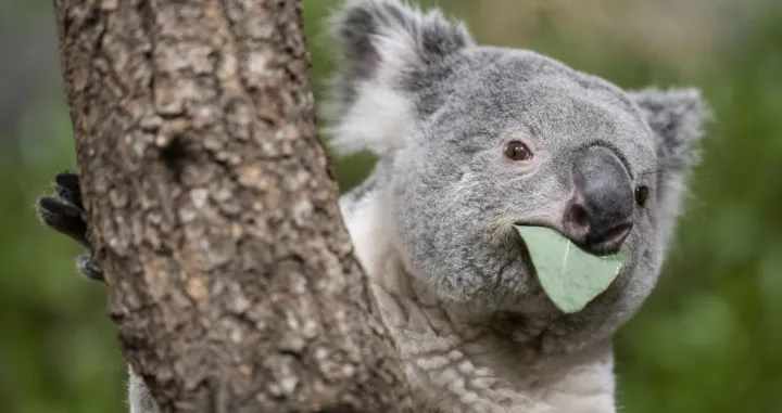 epa10375648 The male koala Tarni eats at the Australia House on the occasion of a Zoo Apero at Zoo Zurich, in Zurich, Switzerland, 21 December 2022. EPA/ENNIO LEANZA/Ennio Leanza