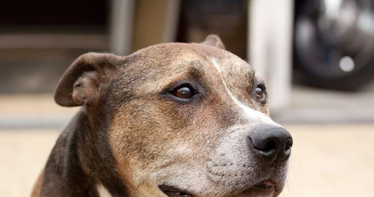 Američki stafordski terijer/