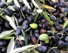 crne masline/