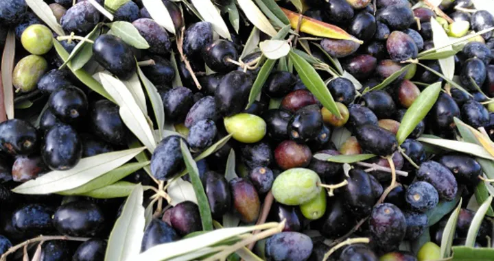 crne masline/