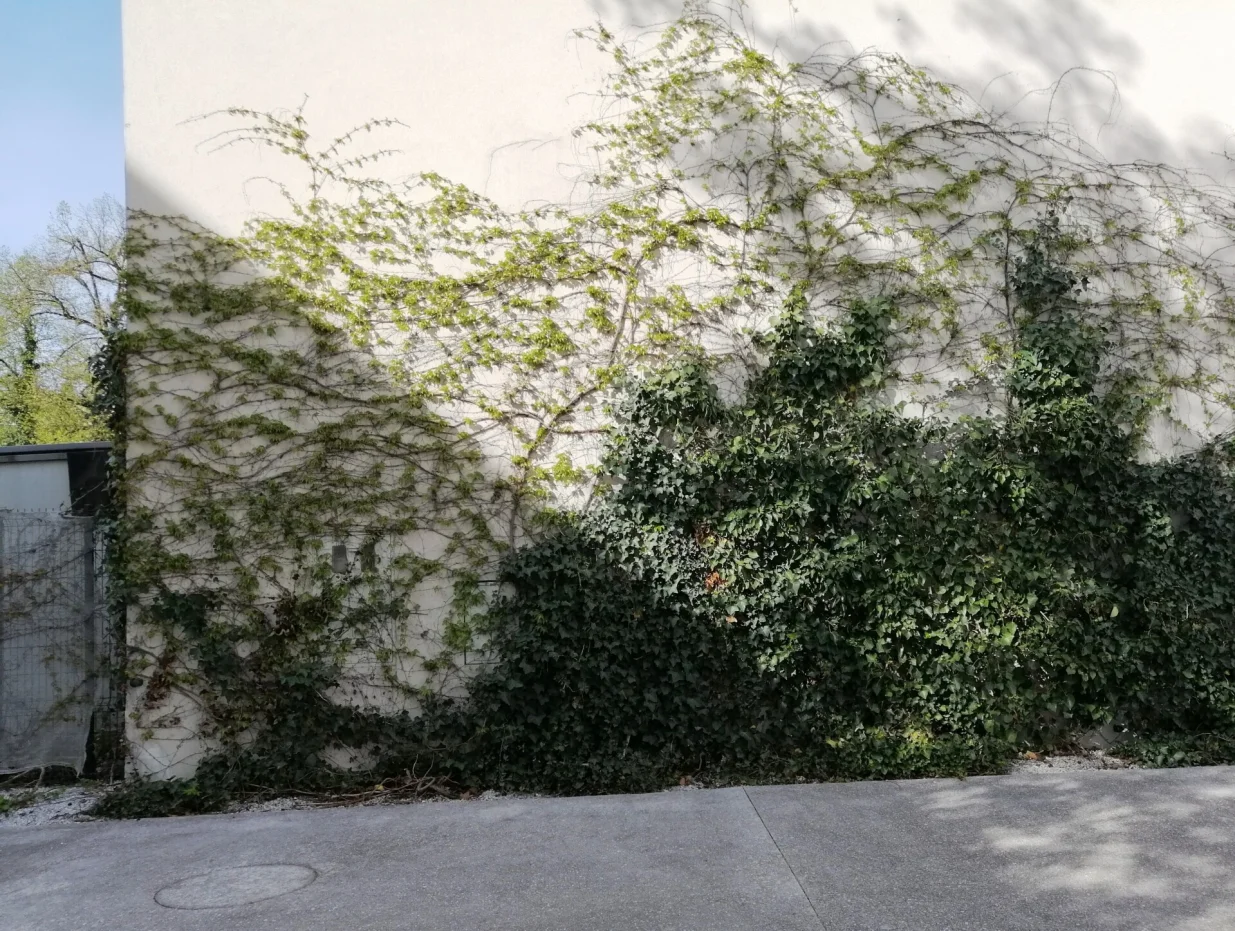 Zimzeleni bršljan i trolisna lozica prekrivaju veliku površinu zida u urbanoj sredini/