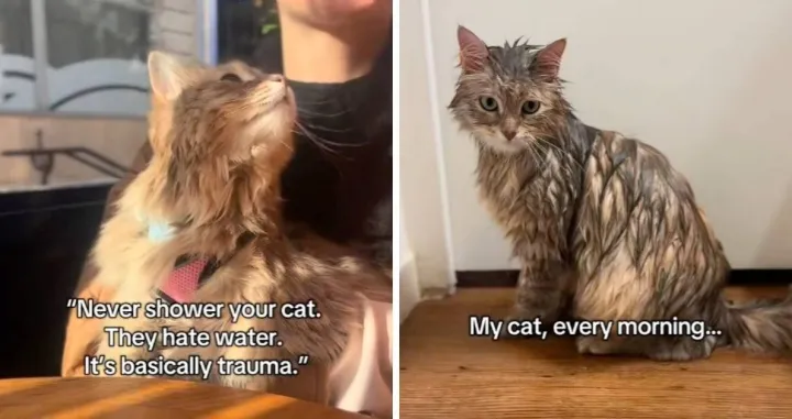 TikTok, ulie.the.frenchy/Tiktok/@ulie.the.frenchy