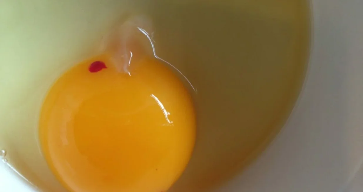 Jeste li ikada vidjeli krvave mrlje u jajetu? Evo o čemu se zapravo radi//