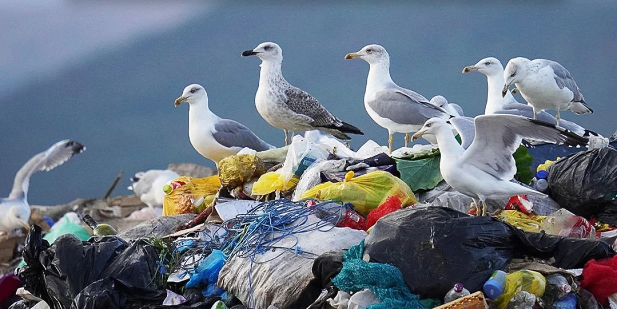 deponije Livanjskog polja/