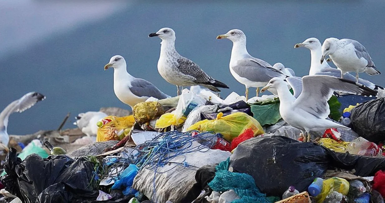 deponije Livanjskog polja/