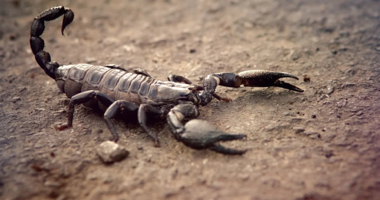 Škorpion/Ilustracija//