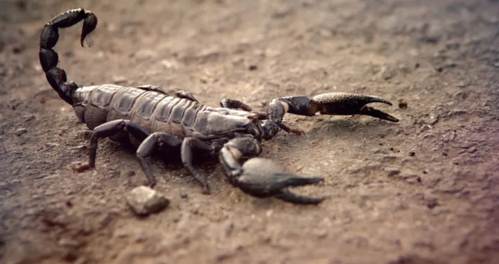 Škorpion/Ilustracija//