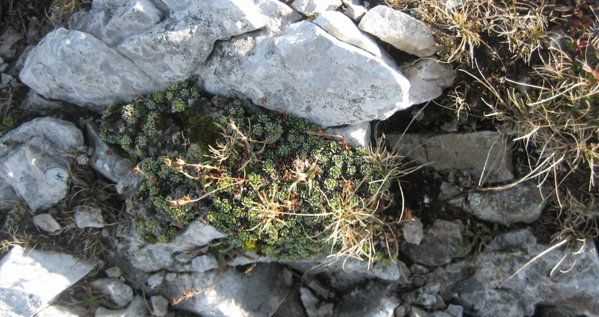  Razne niske vrste_seduma_su_idealne_biljke_za_kamenjare_8.JPG/