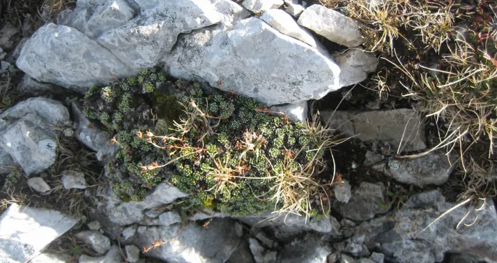  Razne niske vrste_seduma_su_idealne_biljke_za_kamenjare_8.JPG/