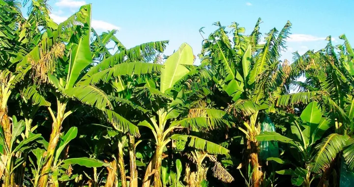 banane, sadnice Wikipedia/Wikipedia