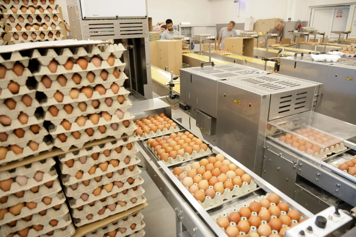 jaja, proizvodnja jaja u BiH - Bijeljina/