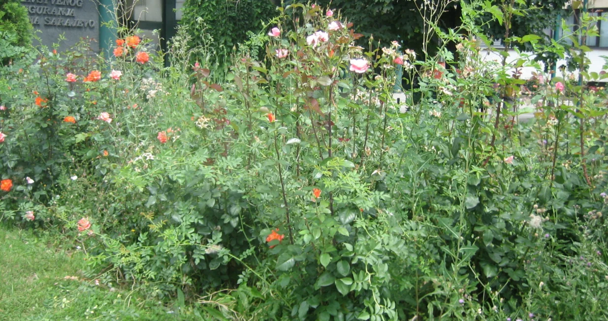 Zapušteni ružičnjak pun korova i divljaka/